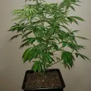 laughing budda Regular 25/26 - Outdoor