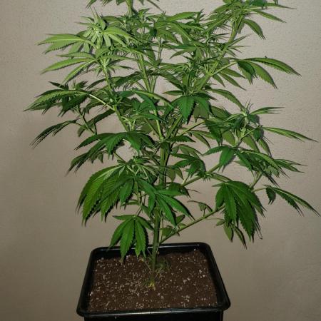 laughing budda Regular 25/26 - Outdoor