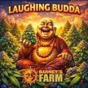 Laughing Budda  - Outdoor 2026