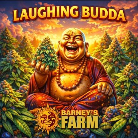 Laughing Budda  - Outdoor 2026