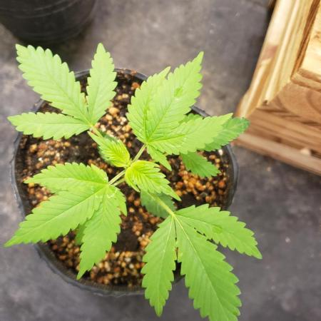 laughing budda Regular 25/26 - Outdoor