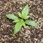 Auto Black Opium - Indoor 2025