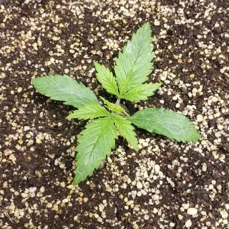 Auto Black Opium - Indoor 2025