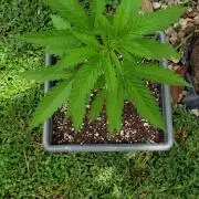 BIG BANG  divine seeds - Outdoor2026