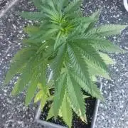 BIG BANG  divine seeds - Outdoor2026