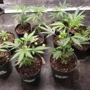 Gorilla🦍 Cookies🍪 FF - indoor