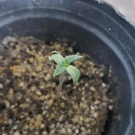 BIG BANG  divine seeds - Outdoor2026