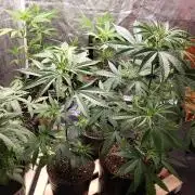 Gorilla🦍 Cookies🍪 FF - indoor