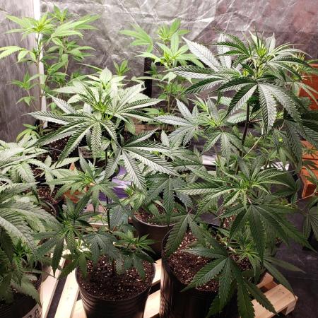 Gorilla🦍 Cookies🍪 FF - indoor