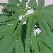 BIG BANG  divine seeds - Outdoor2026