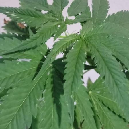 BIG BANG  divine seeds - Outdoor2026