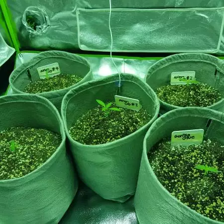 First Time Indoor Growing