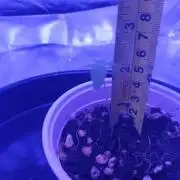 Alien OG, First grow.