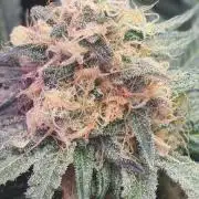 *The top newest varieties 2023*