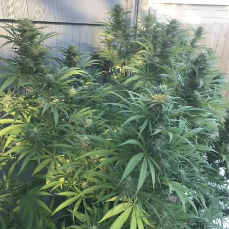 Northern Summer outdoor organic