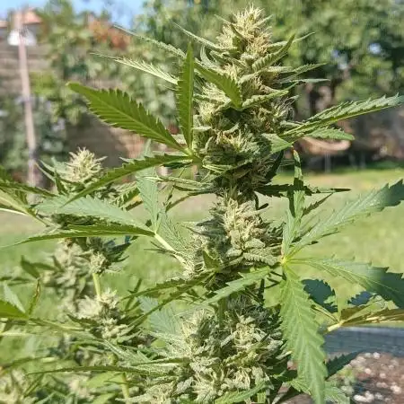 ⭐Fotonic Buds ⭐