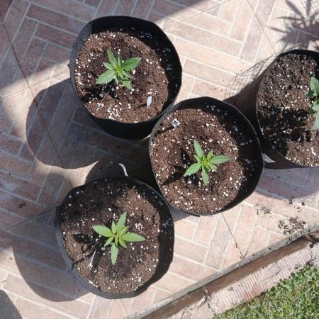 ✨Fotonic Buds 2✨