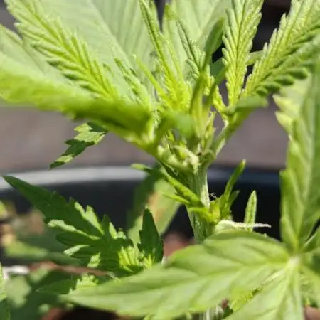 ⭐Fotonic Buds ⭐