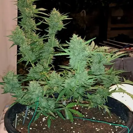 ⭐Fotonic Buds ⭐