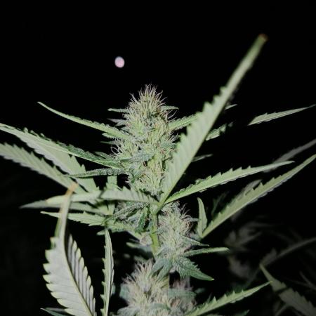 ⭐Fotonic Buds ⭐