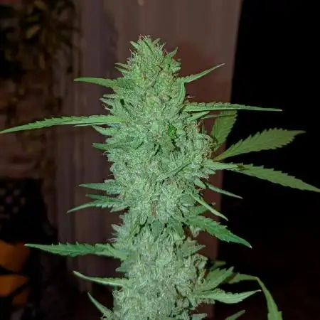 ⭐Fotonic Buds ⭐