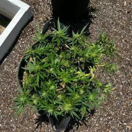Mimosa Cake Small Batch Craft Cannabis