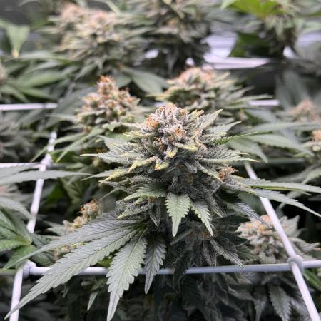 Super Skunk