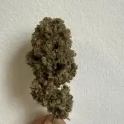 Gelato