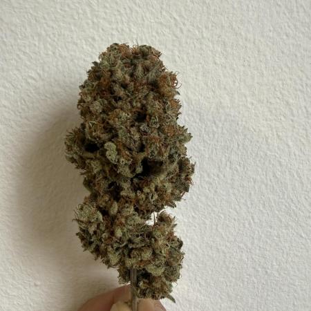 Gelato