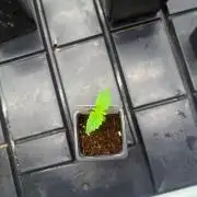 AK-Spliff Seeds