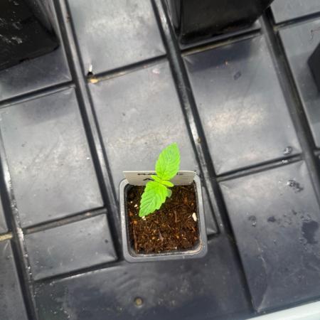 AK-Spliff Seeds