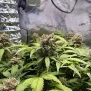 Gelato