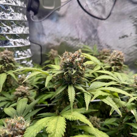 Gelato