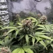 Gelato