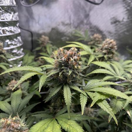 Gelato