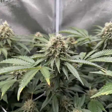 Afghani Gold