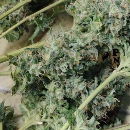 Zkittlez