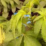 Mint Runtz