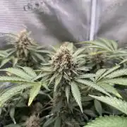 Afghani Gold
