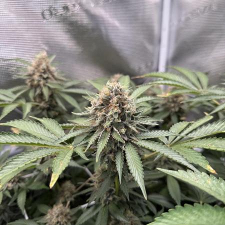 Afghani Gold