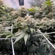 Super Skunk