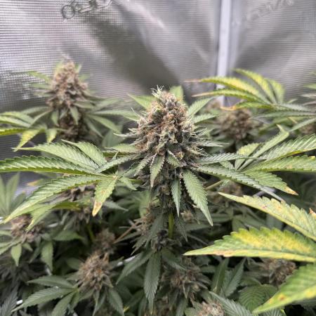 Afghani Gold