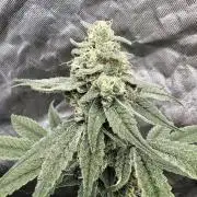 Strawberry Goji