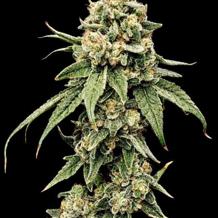 Strawberry Goji