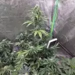 Fingers - FastBuds Wedding Cheesecake 