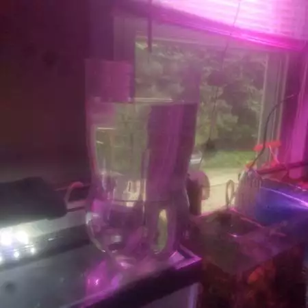 BackyardHypsumMossHarvest/AquaticXformat