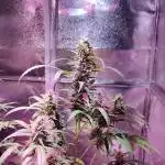Guava x Gelato #41 Auto