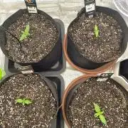 Pineapple express/ Bruce banner 2K26