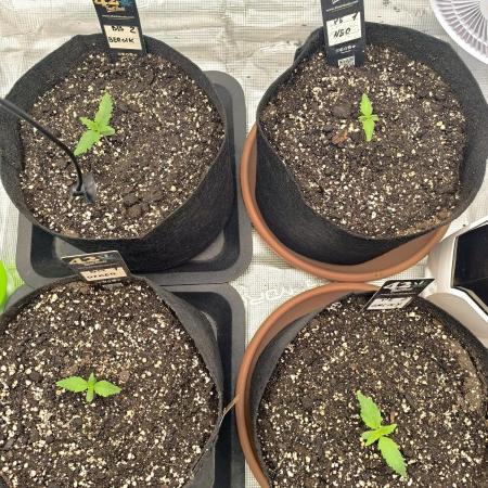 Pineapple express/ Bruce banner 2K26