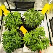Pineapple express/ Bruce banner 2K26